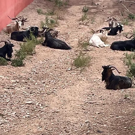 Spacieux A Porto-vecchio Avec Piscine Partageeb * Порто-Веккьо